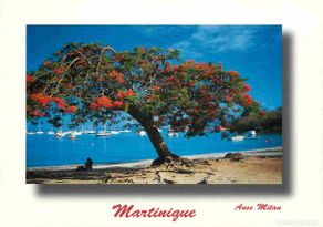 Cartoline: Martinique - Anse Mitan - Flamboyant sur la Plage - CPM - Carte Neuve - Voir Scans Recto-Verso